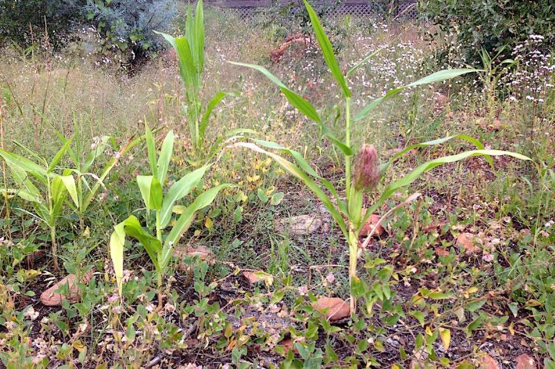 Weeds growing
