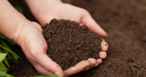 How To Make Your Own Natural Fertilizer At Home