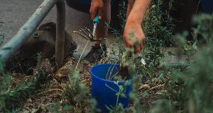 How to Kill Weeds in Your Lawn Without Using Chemicals