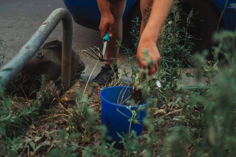 Hands pulling weeds out of the ground.