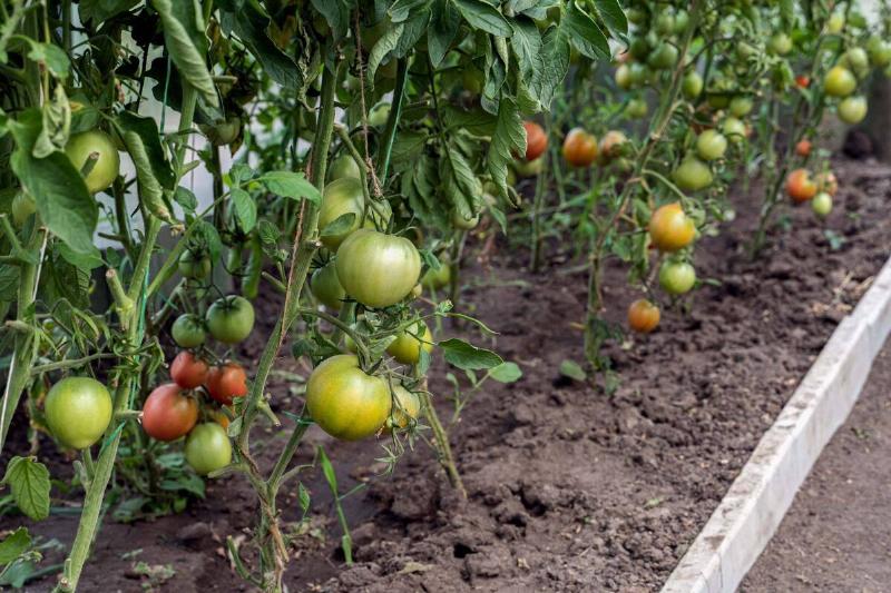 Unripe tomatoes in a garden. 