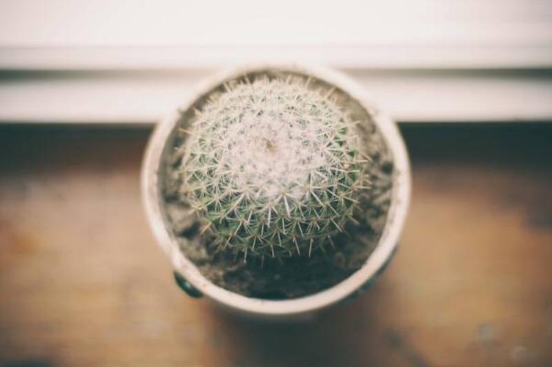 A cactus in a pot.