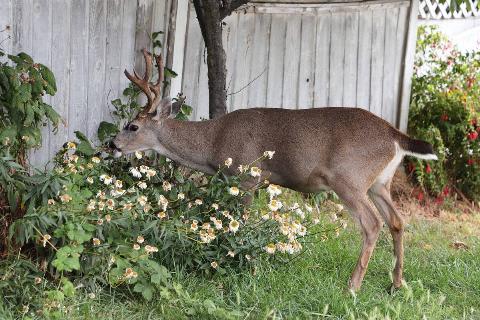 Deer eating plants near fence.