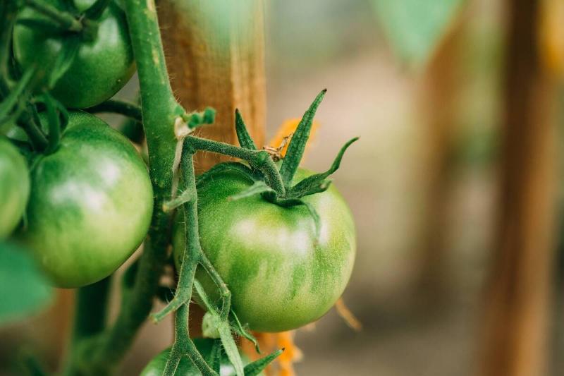 Green tomatoes on a vine.