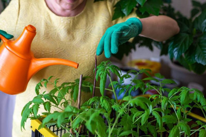 A woman watering a tomato plant.