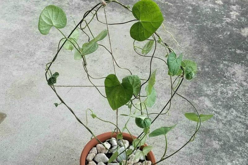 A plant support made from a wire hanger.