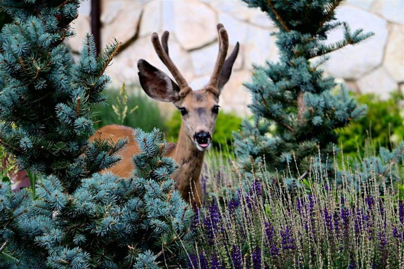 Deer near a tree and plants.