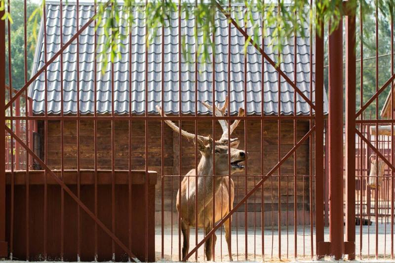 A deer behind a fence.