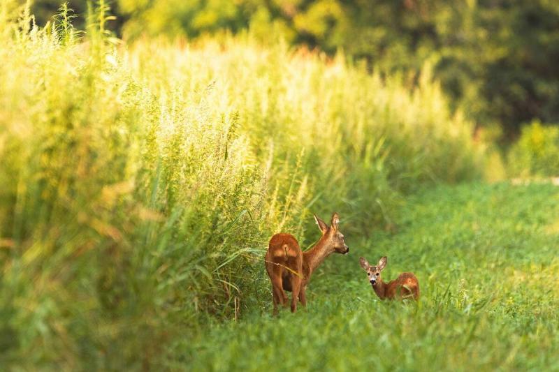 Deer and fawn near tall grass.