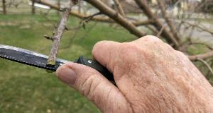 How To Graft a Fruit Tree [Your Garden Will Thank You]