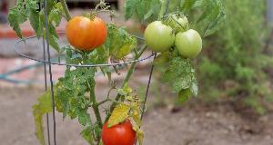 7 Tomato Growing Tips For Home Gardeners