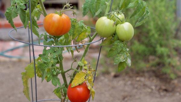 Tomatoes on wire support. 