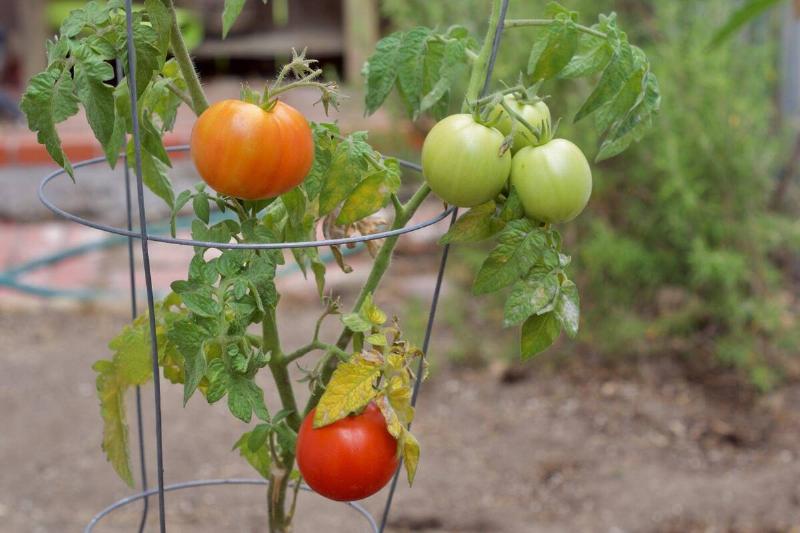 Tomatoes on wire support. 