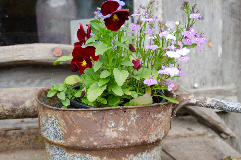 Flowers in a metal pot with rust.