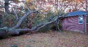 What To Do About A Neighbors Tree That’s Growing Onto Your Property
