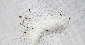 How to Get Rid of Sugar Ants – Simple Tips and Effective Strategies