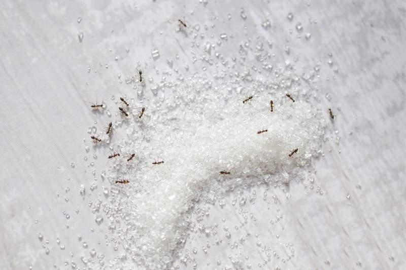 Ants on sugar.