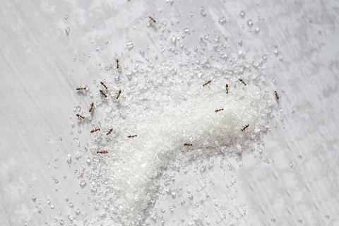 Ants on sugar.