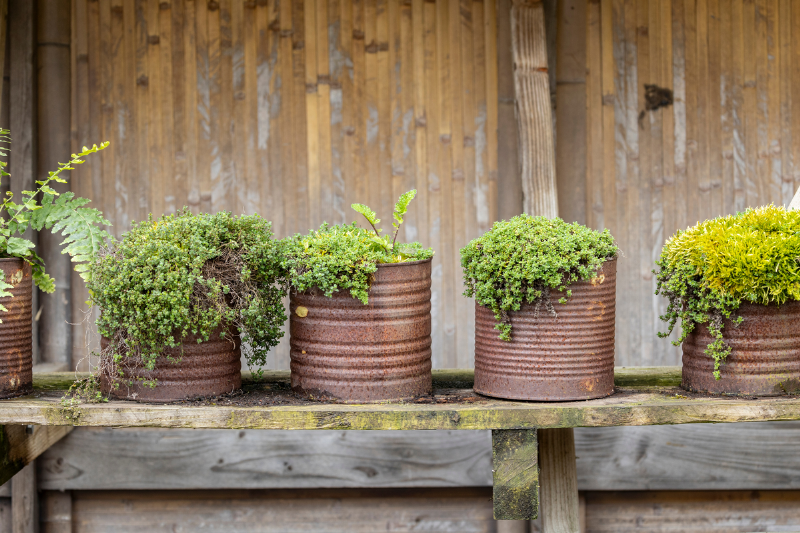Plants in rusty pots.