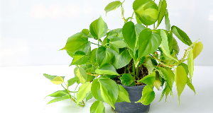 Embrace Nature Indoors With These Beautiful Vining Plants