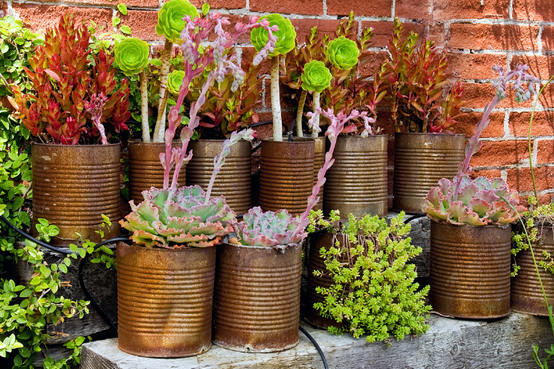 Plants in rusty pots.