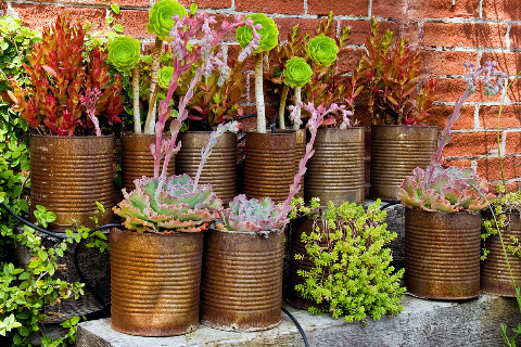Plants in rusty pots.