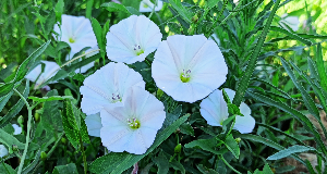 How to Get Rid of Weeds Without Killing Grass for a Perfect Lawn
