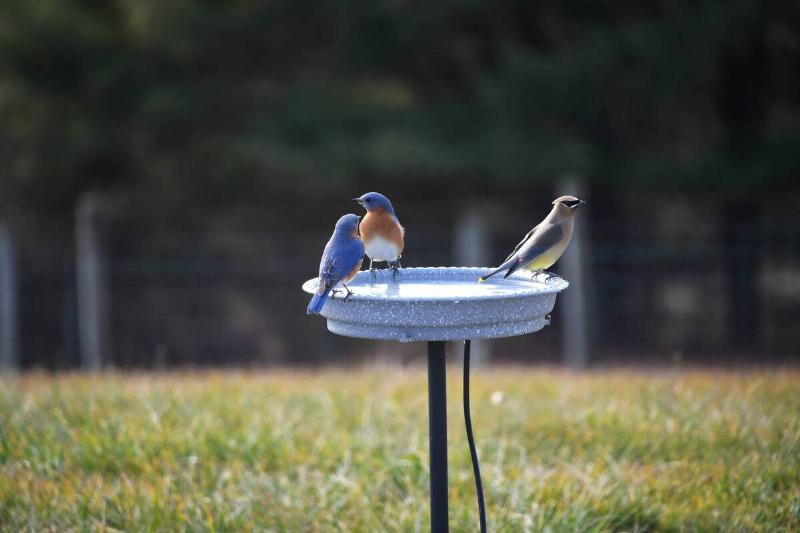 Birds on a bird feeder.