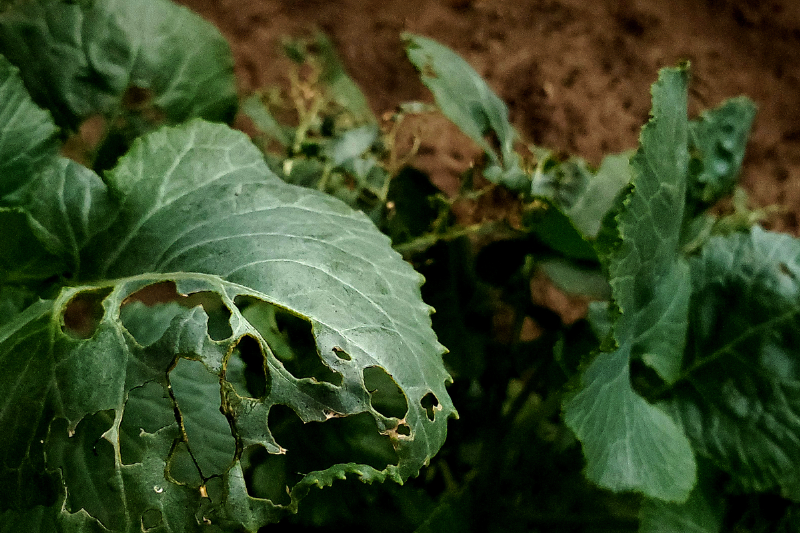 Green leaf with holes in it.