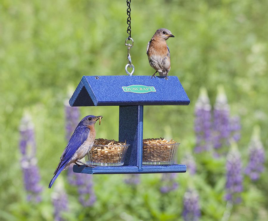 Duncraft EZ Bluebird Feeder offers a template you can easily copy
