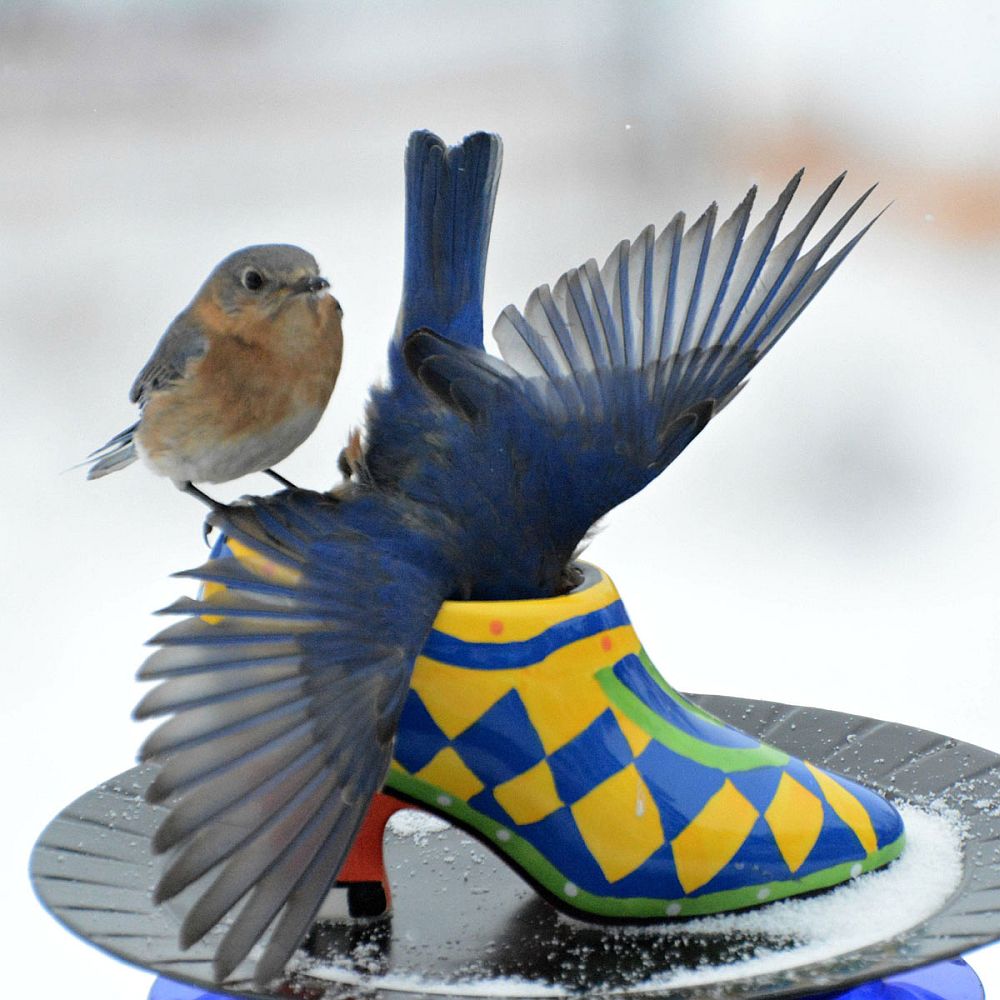 Spellbindingly beautiful bird feeder crafted from an old shoe