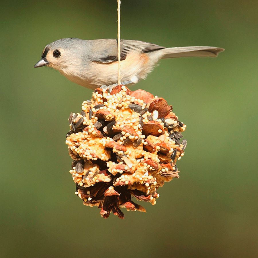 Ultra easy pine cone DIY bird feeder idea