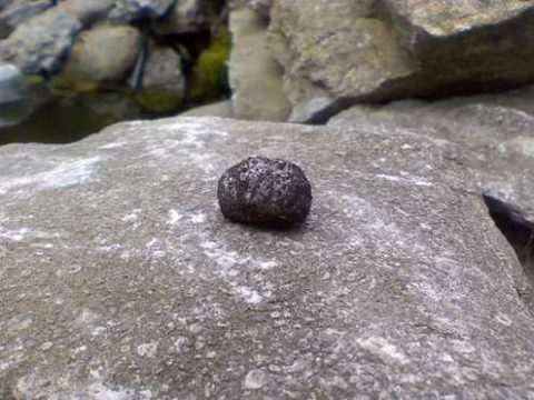 how-to-make-a-seed-bomb.jpg