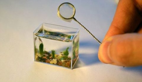 world-smallest-aquarium-fish-tank.jpg
