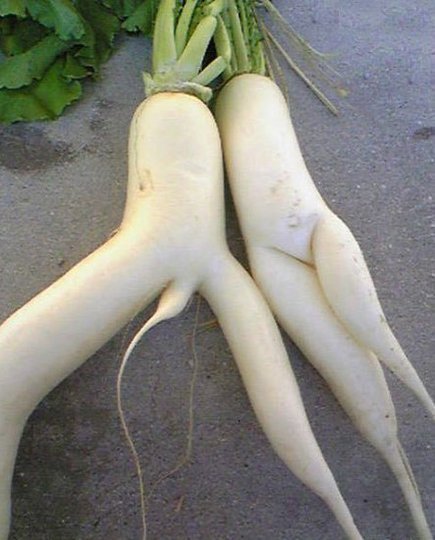 0817_veg01_rect540.jpg