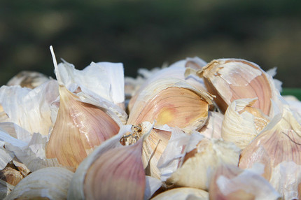 garlic-thumb-430x286-121042.jpg