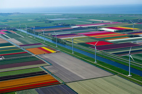 tulips-8_large.jpg