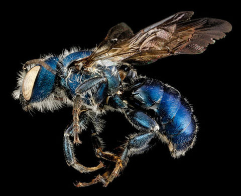 Osmia-chalybea-Sam-Droege-USGS-Bee-Inventory_large.jpg