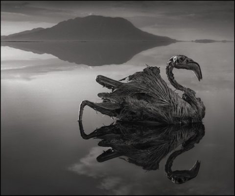 Lake Natron in Africa turns animals into stone