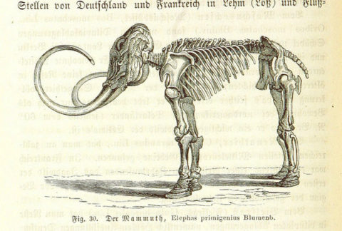 mammoth-skeleton_large.jpg