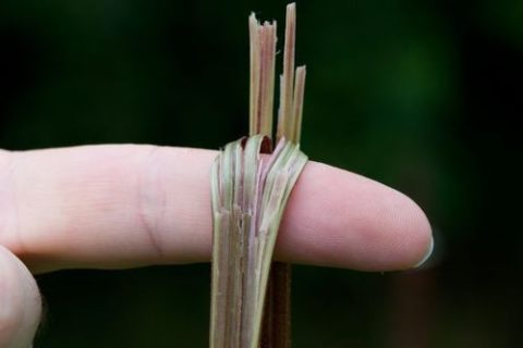 Nettle Cordage