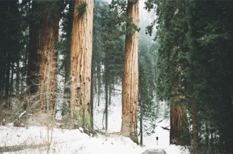 forest-snow-trees-2800-829x550_large.jpg