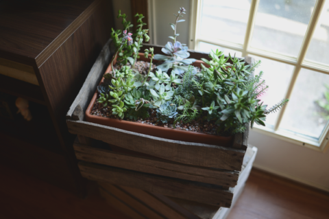 Created Succulents via [http://blytheponytailparadestypepadcom/my-blog/2013/07/crated-succulentshtml]