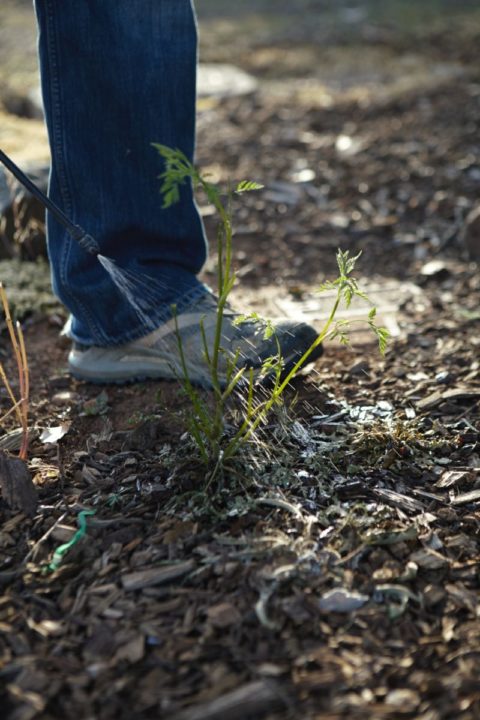 Weed_Killer2original.jpg