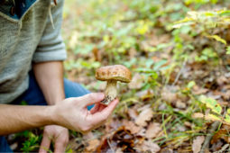 Food from Fields and Forests: How to Get Started Foraging