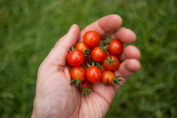 Pickled Cherry Tomatoes are Definitely a Thing You Need to Know About