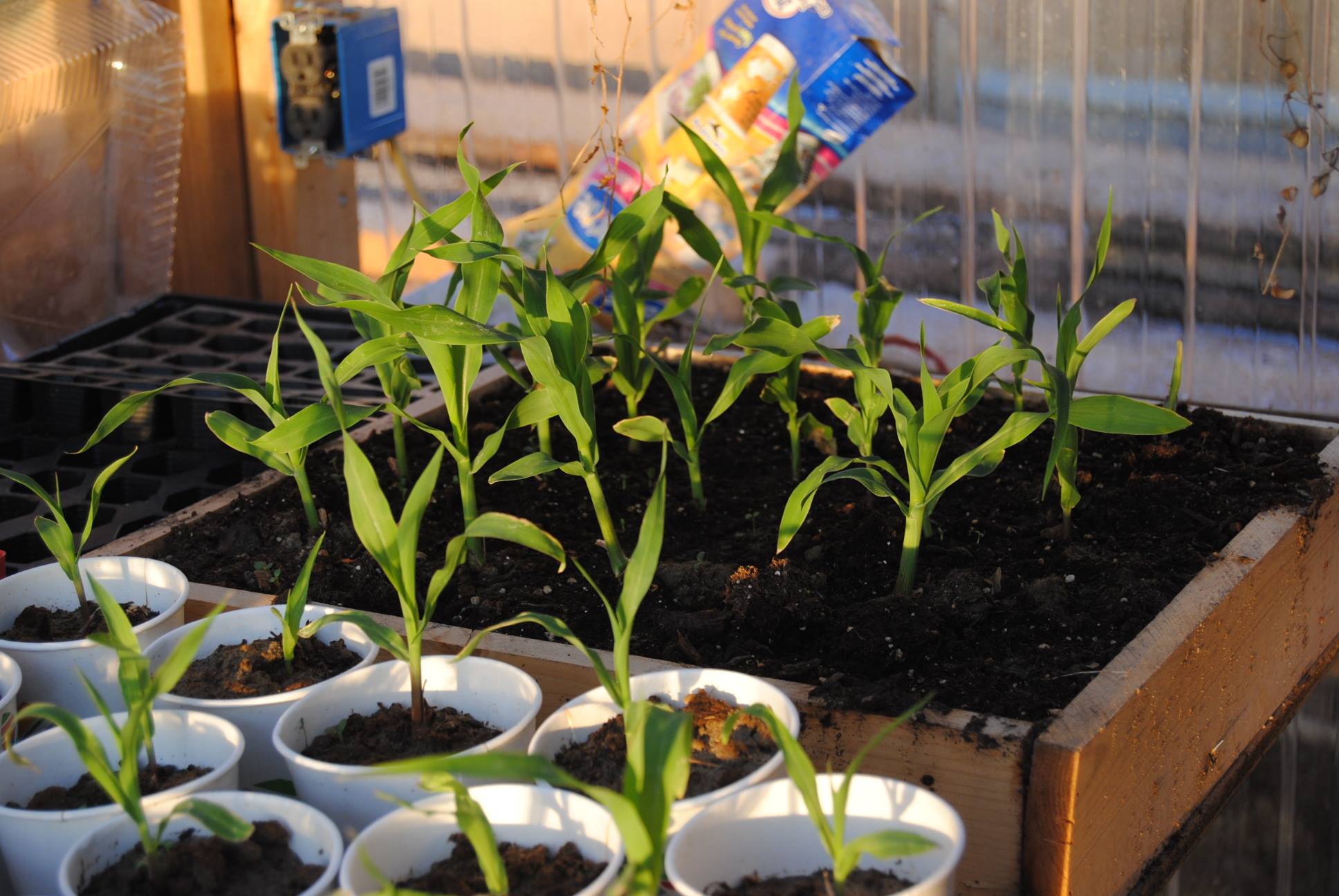 Easy Guide To Starting Plants Indoors ManMade DIY