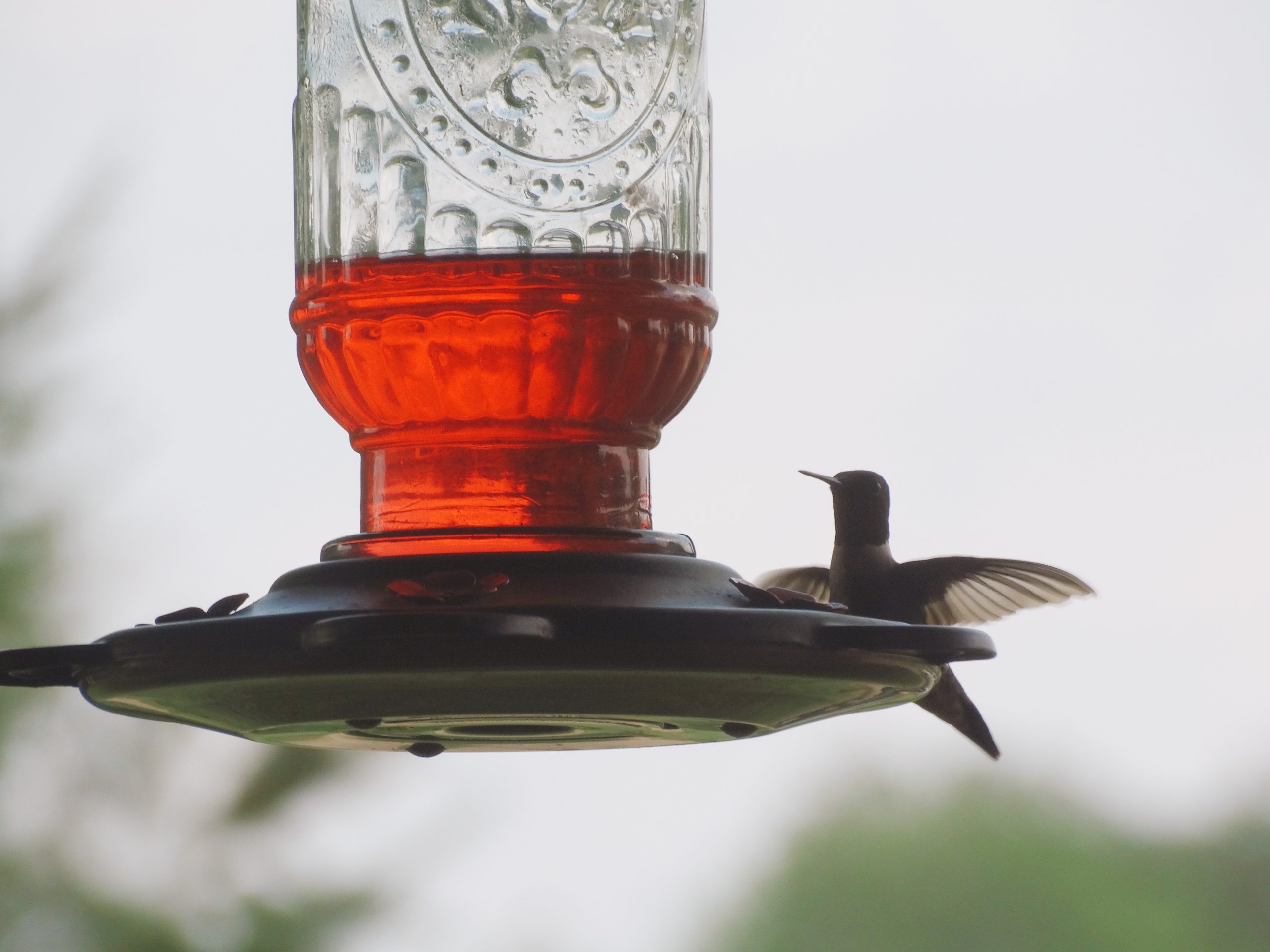 Humming bird on glass feeder with wings open