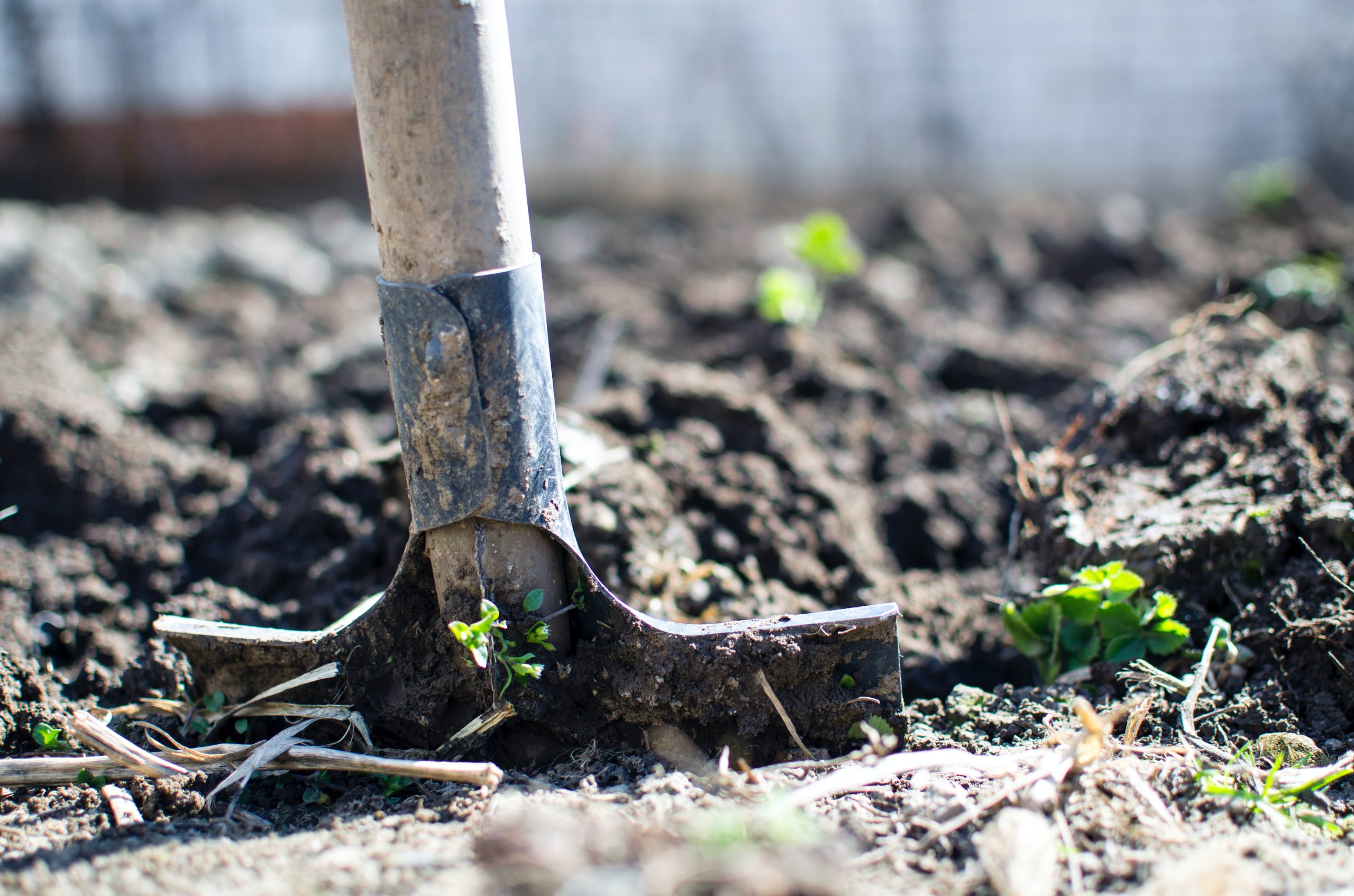 shovel breaking ground in garden