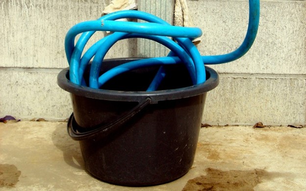 coiled host in a water bucket